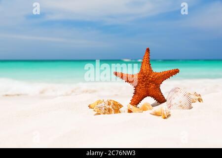 Stella marina sulla spiaggia di sabbia bianca, copiare spazio per il tuo testo Foto Stock