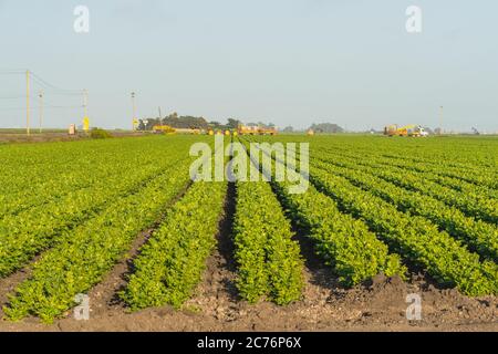 Santa Barbara County, California/USA - 7 luglio 2020 campo agricolo di sedano pianta e macchine agricole al tramonto, California. Foto Stock