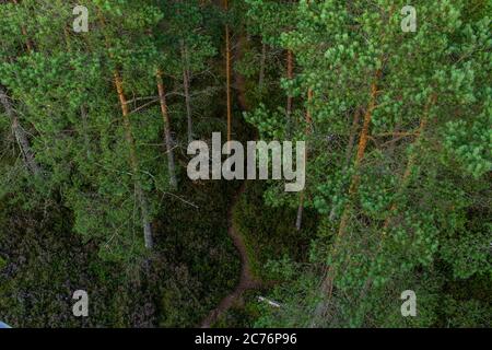 Verde bosco di legno tenero dalla cima, sentiero Foto Stock