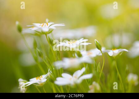 Fiori bianchi a margherita in una giornata di sole primaverile. Fiori selvatici nel prato. Foto Stock
