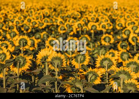 Grande campo di girasole in fiore senza fine in estate da dietro, teste di fiori gialli in fiore Foto Stock