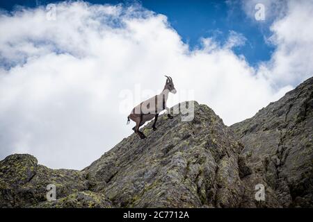 Stambecco nelle alpi italiane della Val Gerola Foto Stock