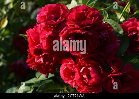 Primo piano di Red Rose Flammentanz. Una rosa rossa fiorisce nel giardino. Fiore di rosa Flammentanz. Foto Stock