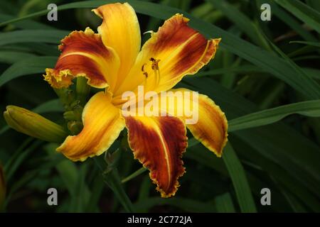 Toppuns Grim Reaper ragni di Daylilies. Nidi fioriscono all'aperto. Bitone rosso con bordo dorato del dente dello squalo sopra la gola verde gialla. Foto Stock