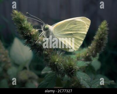 Primo piano di una farfalla bianca di cavolo su una pianta, Australia Foto Stock