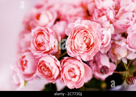 Bouquet di rose di juliet. Fiori rosa, sfondo floreale. Messa a fuoco morbida, sfocatura Foto Stock