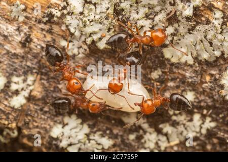 I lavoratori di Acrobat ANT (Crematogaster laeviuscola) rilocano le pupe nella loro colonia. Foto Stock