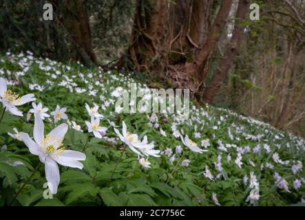 Anemoni di legno (Anemone nemorosa) in Woodland, vale Royal Woods, Cheshire, Inghilterra, UK Foto Stock