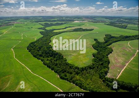 Agricoltura, coltivazione della canna da zucchero e resti della foresta atlantica nella città di Goiana, vicino a Recife, Pernambuco Foto Stock