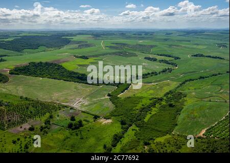 Agricoltura, coltivazione della canna da zucchero e resti della foresta atlantica nella città di Goiana, vicino a Recife, Pernambuco Foto Stock