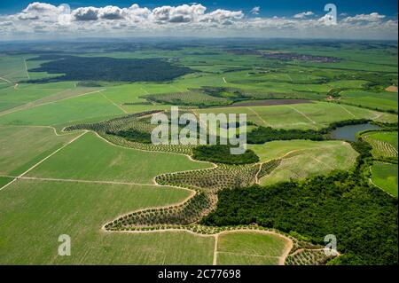 Agricoltura, coltivazione della canna da zucchero e resti della foresta atlantica nella città di Goiana, vicino a Recife, Pernambuco Foto Stock