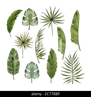 Monstera tropicale dai colori realistici, foglie di banana e set vettoriale monstera. Collezione estiva botanica nella giungla. Carta da parati verde esotico. Illustrazione Vettoriale