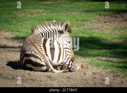 Zoo di Hartmann, Zebra Calgary, Alberta Foto Stock