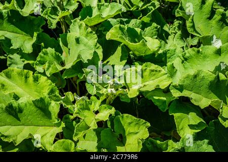 Erbacce di burdock Foto Stock