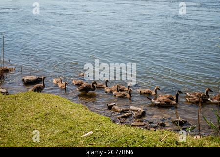 Attività delle oche in primavera Foto Stock