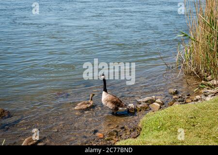 Attività delle oche in primavera Foto Stock