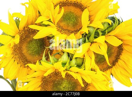 Bouquet di quattro girasoli su sfondo bianco Foto Stock