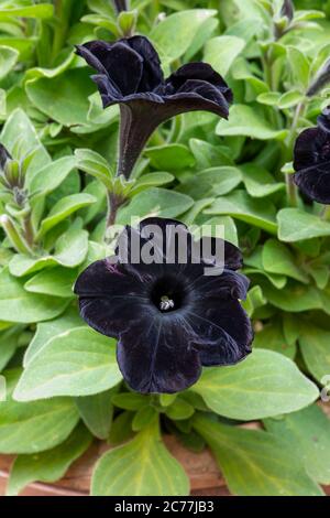 X Petunia hybrida. "Petunia Black Velvet' fiori Foto Stock