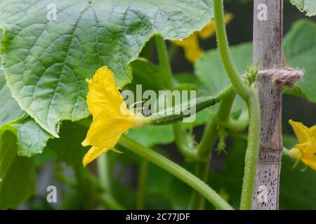 Cucumis Sativus. Giovane cetriolo nimrod f1 frutta e fiori sulla vite in una serra. REGNO UNITO Foto Stock