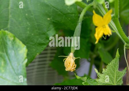 Cucumis Sativus. Giovane cetriolo nimrod f1 frutta e fiori sulla vite in una serra. REGNO UNITO Foto Stock