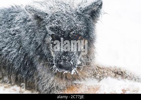 Grande cane nero e marrone coperto di neve Foto Stock