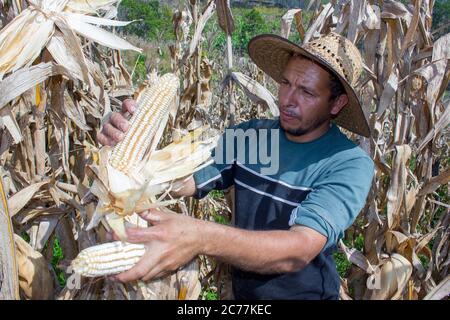 Uomo che controlla un corncob nel suo campo Foto Stock