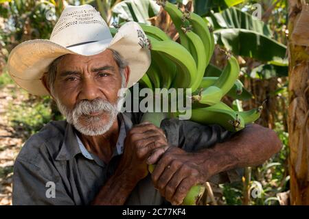 Piccolo coltivatore che carring plantain mazzo Foto Stock