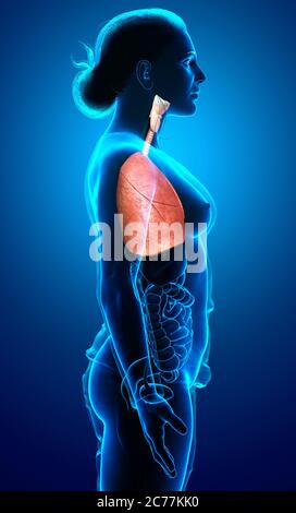 rappresentazione 3d, rappresentazione accurata dal punto di vista medico di un'anatomia polmonare femminile Foto Stock