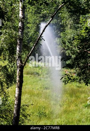 13 luglio 2020, Berlino: Il Barssee, che è una torbiera di siltazione, sarà irrigato con acqua trattata da Berliner Wasserbetriebe nei prossimi due anni. Il lago è minacciato dalla diminuzione delle acque sotterranee e dalla siccità. Per migliorare le condizioni di vita degli animali e delle piante nella palude di swing-erba di nuovo, l'acqua acida richiesta per le brughiere, che è basso in minerali e sostanze nutrienti, è prodotta da una pianta di osmosi inversa. Grunewald è uno dei più importanti bacini idrici di Berlino. Qui, i pozzi delle acque di Beelitzhof e Tiefwerder producono acqua potabile per più di uno Foto Stock