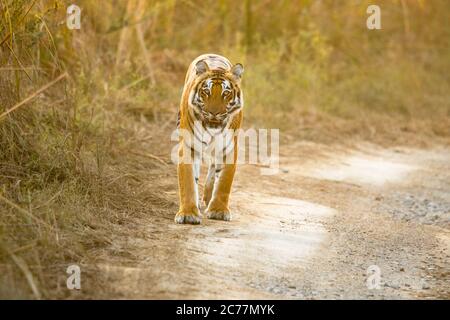 Tigre nei boschi con l'uso di fuoco selettivo su una parte particolare della tigre, con il resto della tigre e sfondo sfocato. Foto Stock