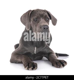 Cucciolo di alano di fronte a uno sfondo bianco Foto Stock