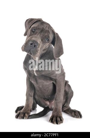 Cucciolo di alano di fronte a uno sfondo bianco Foto Stock