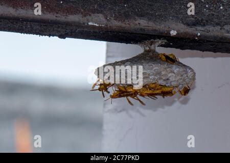 Concetto di nido di costruzione di cornetto giallo Foto Stock