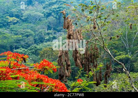 Un albero impressionante pieno di nidi di oropendole nere Foto Stock