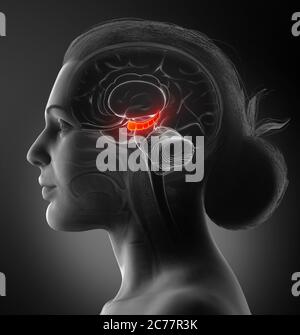 Rappresentazione 3d illustrazione medica dell'anatomia del cervello HYPPOCAMPUS - sezione trasversale Foto Stock