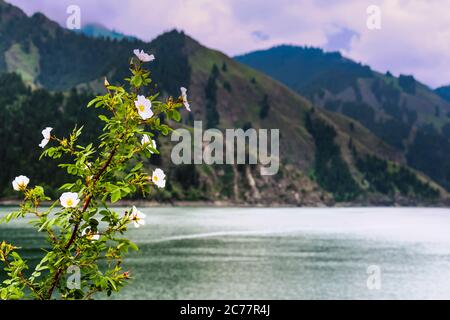 Fiori bianchi di papavero alpini che crescono sulle rive del lago Tianchi a Xinjiang, Cina Foto Stock