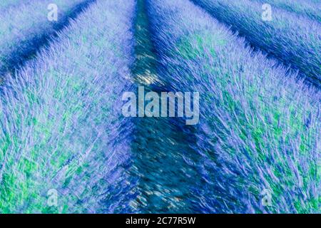 Vista ravvicinata di un campo di lavanda in Provenza, Francia Foto Stock
