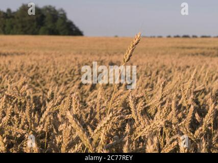 Un orecchio di erba selvatica al centro. Luce del sole e abbagliamento tra le erbe secche gialle. Messa a fuoco morbida. Foto Stock