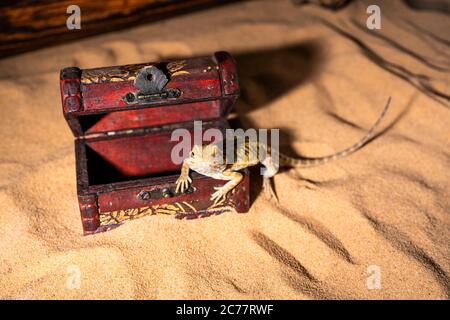 pogona vitticeps lucertola. Lucertola australiana del drago. La lucertola di AGAMA si trova in un tesoro aperto su uno sfondo di sabbia. Primo piano, rettili esotici. Leatherback Het traslucido Hypo Morph. Foto Stock