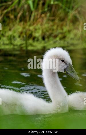 Il bambino catta i piccoli pulcini nuotando in uno stagno. Bianco e grigio. Anatre galleggia nell'acqua Foto Stock