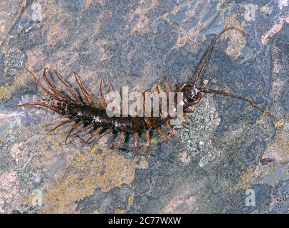 Giardino comune Centipede, Brown Centipede (Lithobius forficatus) che cammina su una roccia. Germania Foto Stock