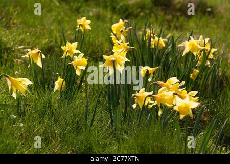 Daffodils (Narcissus pseudonarcissus) in un prato, Cezallier, Puy de Dome, Auvergne, Francia Foto Stock