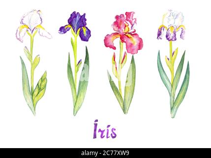 Collezione Iris, fiori bianchi, viola e rosa isolati su illustrazione dipinta a mano bianca con iscrizione scritta a mano Foto Stock