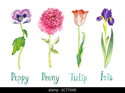 Collezione primaverile di fiori isolati su papavero bianco, viola, rosa, tulipano rosso e iride blu scuro e dipinto a mano acquerello illustrazione Foto Stock
