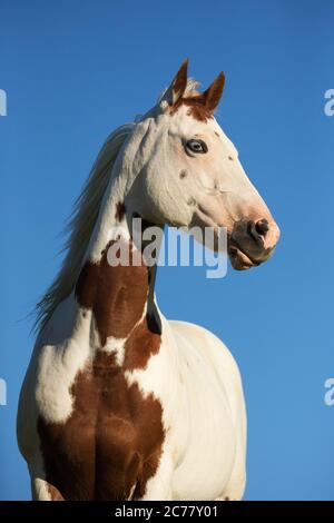 American Paint Horse. Ritratto di mare, visto contro un cielo blu, Francia Foto Stock