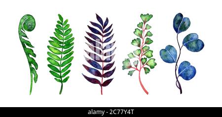 Foglie di acquerello insieme raccolta isolata su bianco mano dipinto acquerello illustrazione Foto Stock
