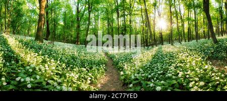 Panorama of Forest green landscape with white flowers and path Foto Stock