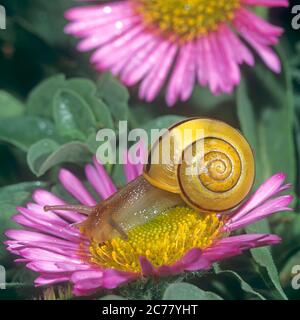 Laccio bianco Gardensnail, lumaca bianca, lumaca a coda di rondine (Cepaea hortensis) che si arrampica su un fiore da giardino. Germania Foto Stock