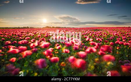 Campo viola papavero al tramonto Foto Stock
