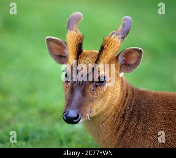 Muntjac indiano (Muntiacus muntjak). Ritratto di maschio in velluto..Woburn, Inghilterra Foto Stock